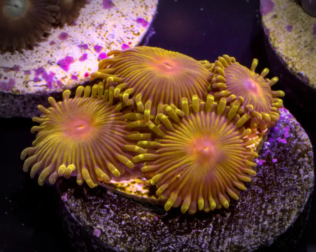 Impastas Zoanthid