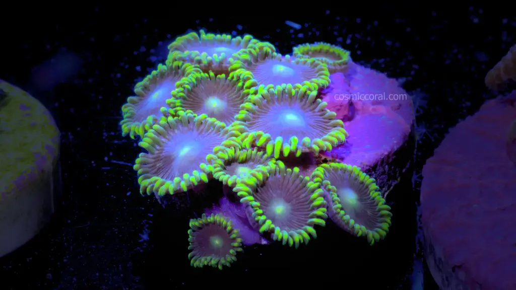 Blueberry Fields Zoanthid