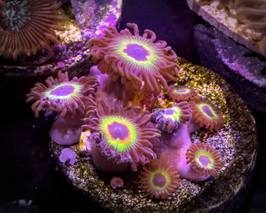 Bob Marley Zoanthid