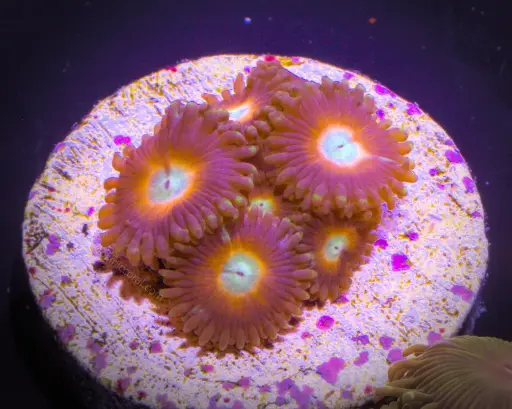 Smashing Pumpkins Zoanthid