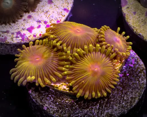Impastas Zoanthid