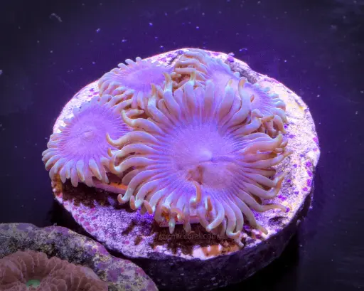 Skid Row Zoanthid
