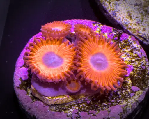 Charmander Zoanthid