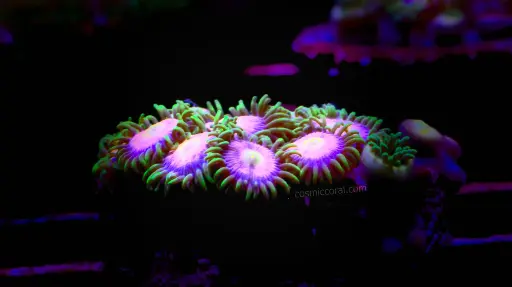 Laser Lemon Zoanthid