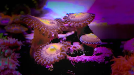 Sakura Sunrise Zoanthid