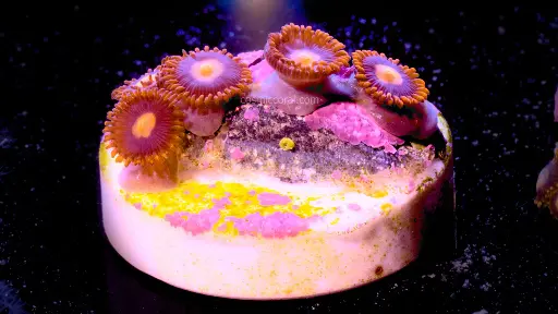 Warbirds Zoanthid
