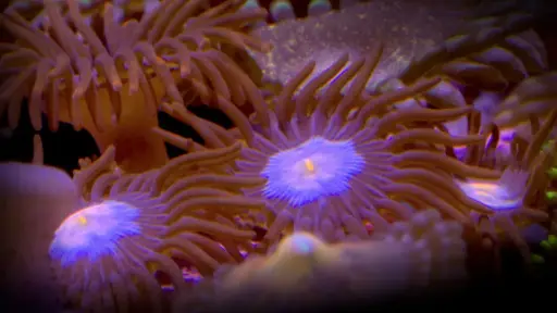 Mystique Zoanthid