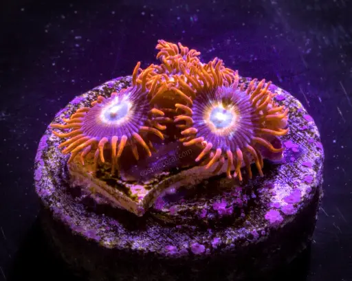 Shatterfield Zoanthid