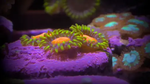 Hypercolor Zoanthid